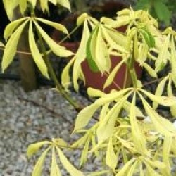 Aesculus hippocastanum 'Hampton Court Gold'
