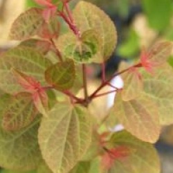 Cercidiphyllum japonicum 'Heronswood Globe'