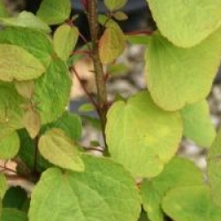 Cercidiphyllum japonicum 'Heronswood Globe'