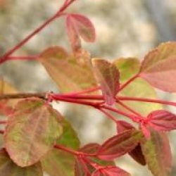 Cercidiphyllum japonicum 'Heronswood Globe' - Arbre au caramel Heronswood Globe
