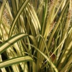 Carex oshimensis 'Evergold'