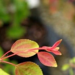 Cercidiphyllum japonicum 'Pendulum'