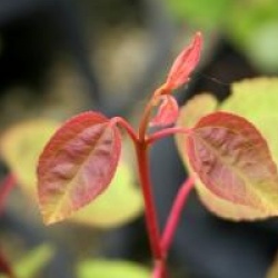 Cercidiphyllum japonicum 'Boyd's Dwarf' 