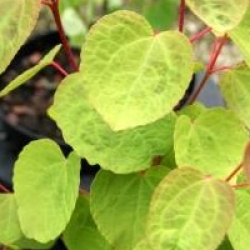 Cercidiphyllum japonicum 'Boyd's Dwarf' 