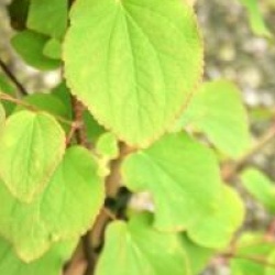 Cercidiphyllum japonicum var. magnificum