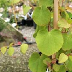 Cercidiphyllum japonicum f. pendulum 'Amazing Grace'