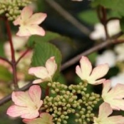 Viburnum plicatum 'Pink Beauty'