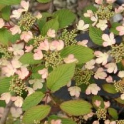 Viburnum plicatum 'Pink Beauty'