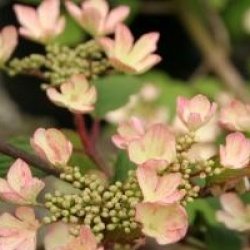 Viburnum plicatum 'Pink Beauty'