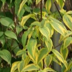 Cornus kousa 'Summer Gold' - Cornouiller � fleurs Summer Gold