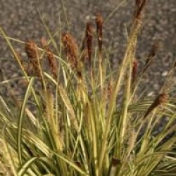 Carex oshimensis 'Evergold'