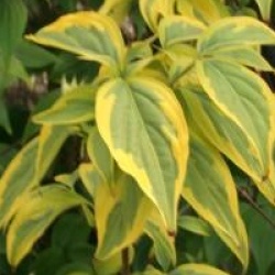 Cornus kousa 'Summer Gold'