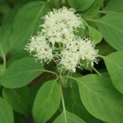 Cornus alternifolia 'Winter Orange' - Cornus alternifolia 'Winter Orange'