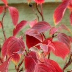 Cornus alternifolia 'Winter Orange'