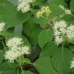 Cornus alternifolia 'Winter Orange'