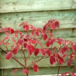 Cornus alternifolia 'Winter Orange'