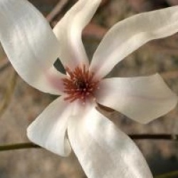 Magnolia proctoriana