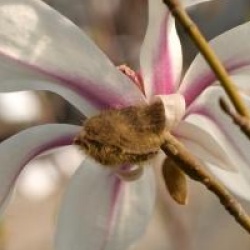 Magnolia x proctoriana