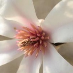 Magnolia x proctoriana