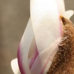 Magnolia x proctoriana