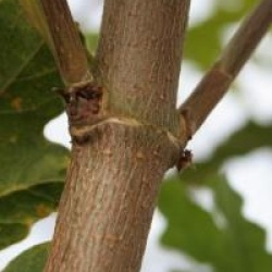Acer campestre 'Fastigiatum'