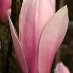 Magnolia 'Sentinel' - Magnolia 'Sentinel'