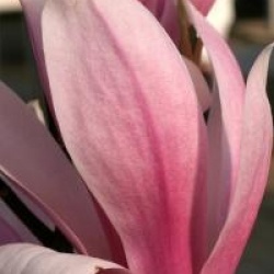 Magnolia 'Sentinel'