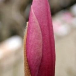 Magnolia 'Sentinel'