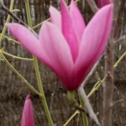 Magnolia 'Sentinel'