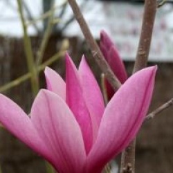 Magnolia 'Sentinel'