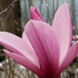 Magnolia 'Sentinel'