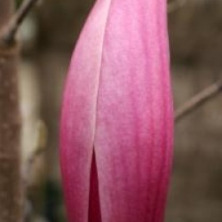 Magnolia 'Sentinel'