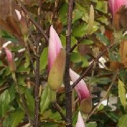 Magnolia 'Sentinel'