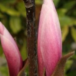 Magnolia 'Sentinel'