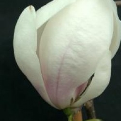 Magnolia x soulangeana 'Brozzonii' - Magnolia Brozzonii