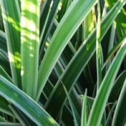 Carex morrowii 'Ice Dance' - Carex Ice Dance