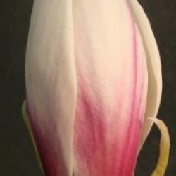 Magnolia Picture