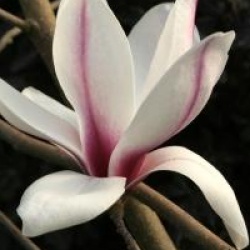 Magnolia x soulangeana 'Picture'