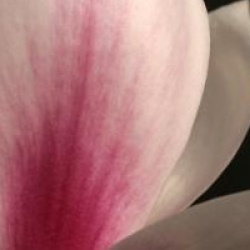 Magnolia x soulangeana 'Picture'