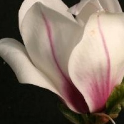 Magnolia x soulangeana 'Picture'