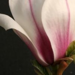 Magnolia x soulangeana 'Picture'