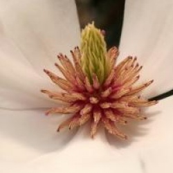 Magnolia x soulangeana 'Picture'