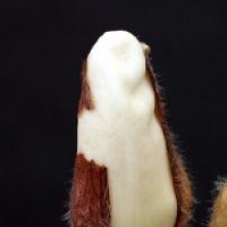 Magnolia x soulangeana 'Picture'