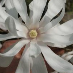 Magnolia x loebneri 'Encore'