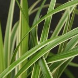 Carex morrowii 'Ice Dance'