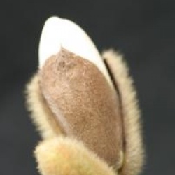 Magnolia x loebneri 'Encore'