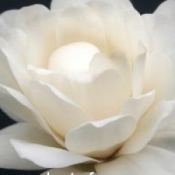 Magnolia x loebneri 'Mag's Pirouette'