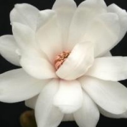 Magnolia Mag's Pirouette
