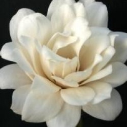 Magnolia x loebneri 'Mag's Pirouette'