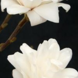 Magnolia x loebneri 'Mag's Pirouette'